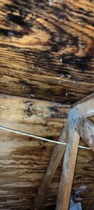 Attic Mold